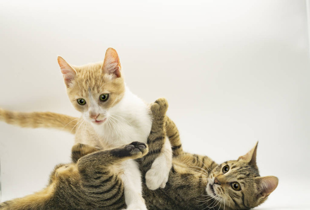 due gattini combattere ang giocare
 - Foto, immagini