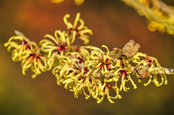 Twig of a witch hazel in January, with fruit pods and yellow flowers against a soft red background - Photo, Image