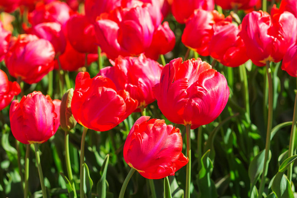 red flower tulip lit by sunlight. Bright colorful photo background - Valokuva, kuva