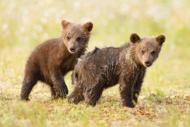 Close up of two brown bear cubs standing in a swamp after rain, Finland. - Photo, Image
