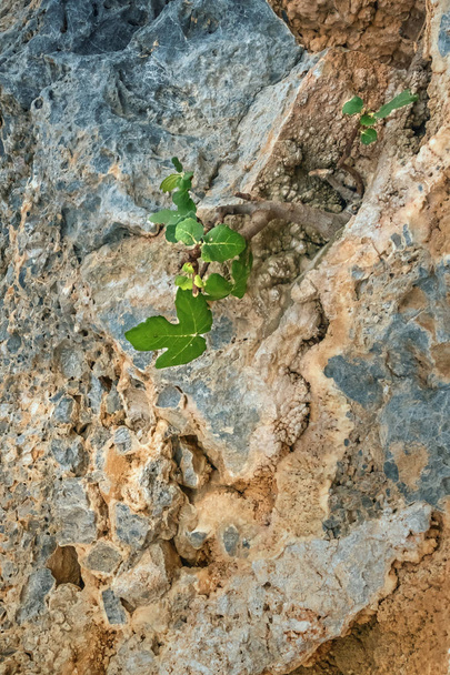 Pystysuora lähikuva pienestä viikunapuusta, jossa on vihreitä lehtiä kuivassa kivisessä ympäristössä. Kasvi kasvaa keltaisella ja sinisellä harmaalla kivellä Kreetan saaren vuorilla, Kreikassa. Selviytymisen ja uuden elämän käsite
. - Valokuva, kuva