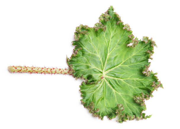 Fresh tropical leaf on white background - Photo, Image