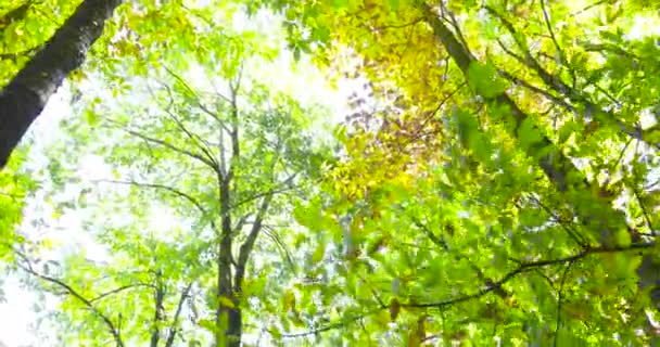 Chůze po zelené a žluté podzimní listy v tall větvemi stromů - Záběry, video