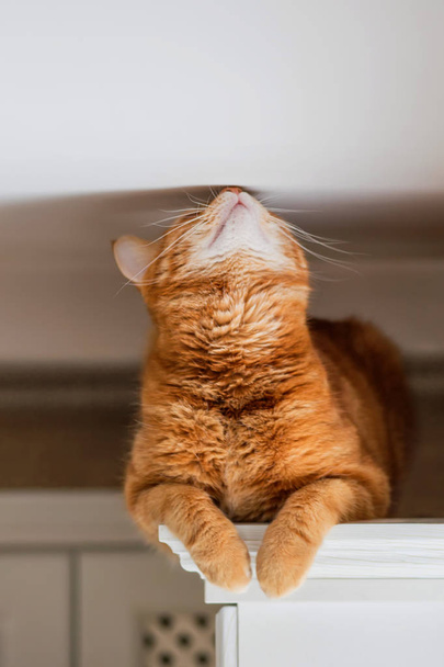 Rossa gatto domestico si siede sulla parte superiore della cucina e annusa il soffitto
 - Foto, immagini