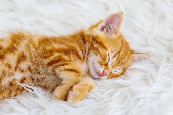 Милий маленький червоний кошеня спить на хутряній білій ковдрі
 - Фото, зображення