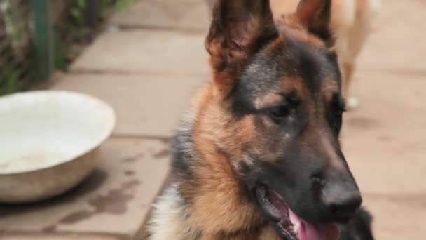 Head of german dog resting in the garden. - Filmmaterial, Video