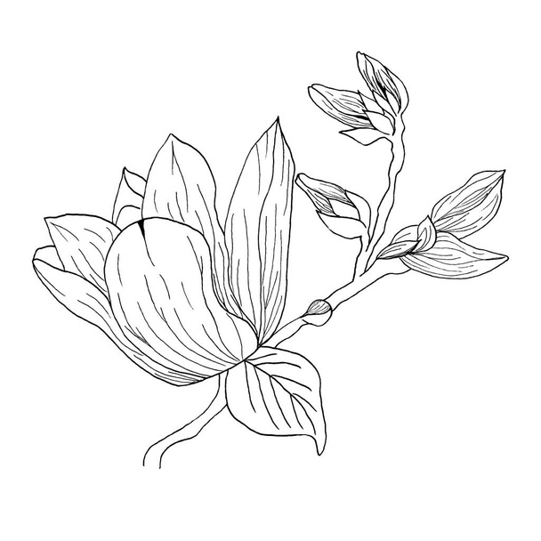 İzole Manolya çiçek kümesi. Manolya çiçek çizim ve eskiz ile çizgi-resim beyaz arka plan üzerinde - Fotoğraf, Görsel