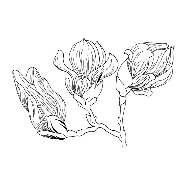 İzole Manolya çiçek kümesi. Manolya çiçek çizim ve eskiz ile çizgi-resim beyaz arka plan üzerinde - Fotoğraf, Görsel