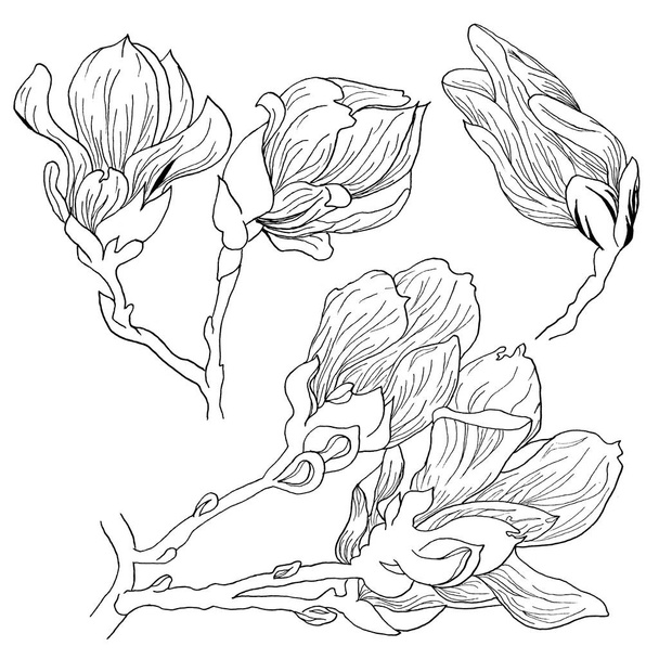 Conjunto de flores Magnolia aisladas. Magnolia flores dibujo y boceto con línea de arte sobre fondos blancos
 - Foto, Imagen