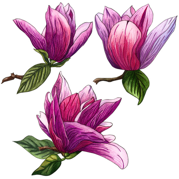 Watercolor set of pink Magnolia flowers. Watercolor magnolia hand drawn illustration on white background. Botanical flowers elements for your design. Magnolia Branch with flowers and leaves. - Photo, Image