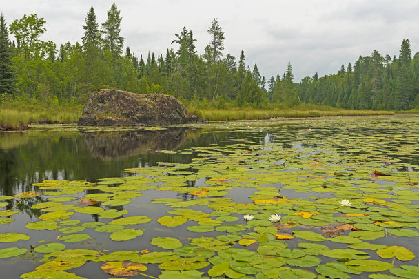 Лілії і латаття серед спокійних водах озера шиферу в Quetico Провінційний парк в провінції Онтаріо - Фото, зображення