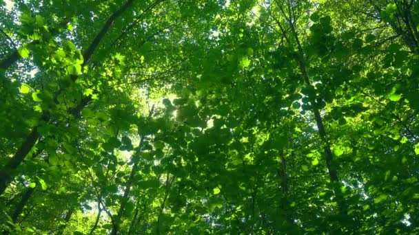 Sonne durch grüne Blätter. - Filmmaterial, Video