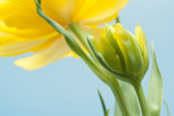 Duas tulipas amarelas
 - Foto, Imagem