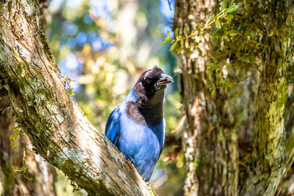Azure Jay or Gralha Azul bird (Cyanocorax caeruleus) in Itaimbezinho Canyon at Aparados da Serra National Park - Cambara do Sul, Rio Grande do Sul, Brazil - Photo, Image
