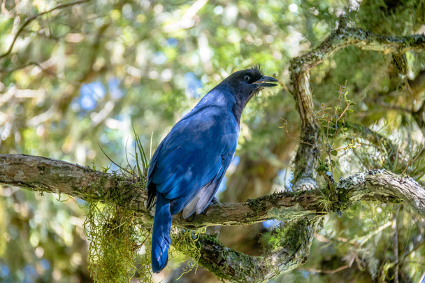 Azure Jay ou Gralha Azul oiseau (Cyanocorax caeruleus) dans le canyon Itaimbezinho au parc national Aparados da Serra - Cambara do Sul, Rio Grande do Sul, Brésil
 - Photo, image