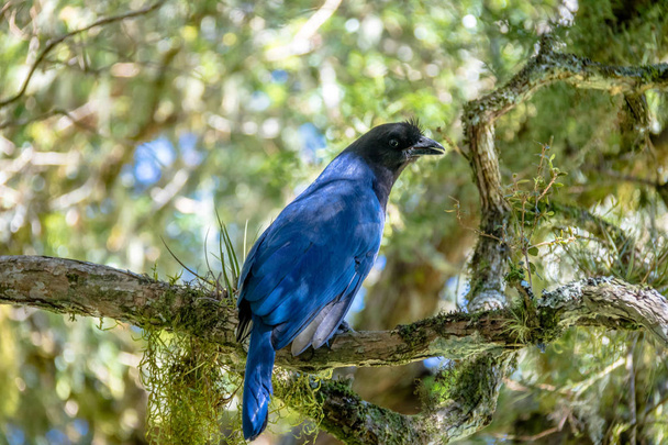 Aparados da Serra Ulusal Parkı 'ndaki Itaimbezinho Kanyonu' nda (Cyanocorax caeruleus) bulunan Azure Jay veya Gralha Azul kuşu - Cambara do Sul, Rio Grande do Sul, Brezilya - Fotoğraf, Görsel