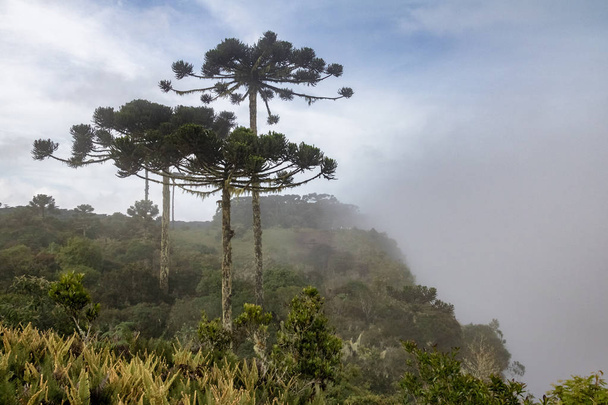 araucaria angustifolia (brasilianische Kiefer) an einem nebeligen Tag in der Schlucht von itaimbezinho im Nationalpark aparados da serra - cambara do sul, rio grande do sul, brasilien - Foto, Bild