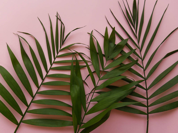 Palm leaves on a pink background  - Фото, зображення