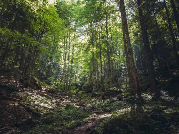 Green sunny glade in a thick deciduous mountain forest. - Φωτογραφία, εικόνα