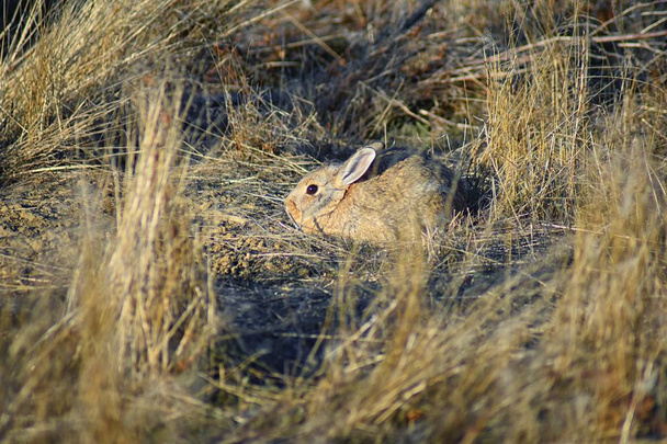 Dziki cottontail pustyni (Sylvilagus audubonii), znany również jako króliczek Audubon's, jest nowy świat Sylvilagus i członkiem rodziny Leporidae bunny w prairie sage siedlisko Kolorado przez Boulder, Stany - Zdjęcie, obraz