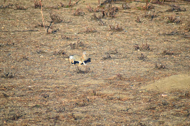 Dziki cottontail pustyni (Sylvilagus audubonii), znany również jako króliczek Audubon's, jest nowy świat Sylvilagus i członkiem rodziny Leporidae bunny w prairie sage siedlisko Kolorado przez Boulder, Stany - Zdjęcie, obraz