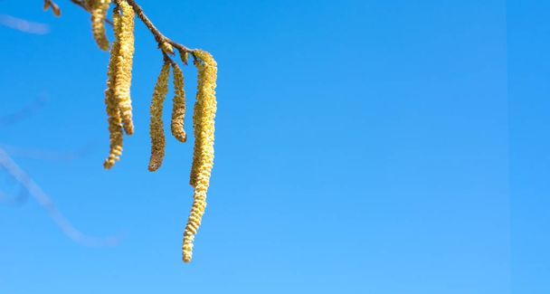 Hazelnut catkins hanging from the tree against blue sky - Photo, Image