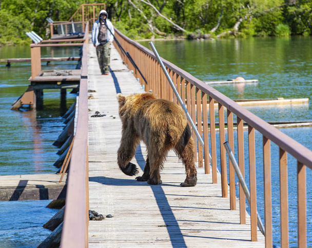 Смешной бурый медведь на деревянном мосту с мужчинами
 - Фото, изображение