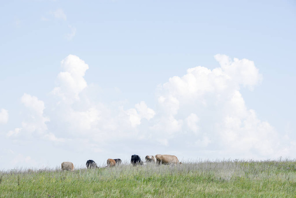 A nyáj egy zöld dombon áll ellen a fehér felhő legelésző tehenek - Fotó, kép