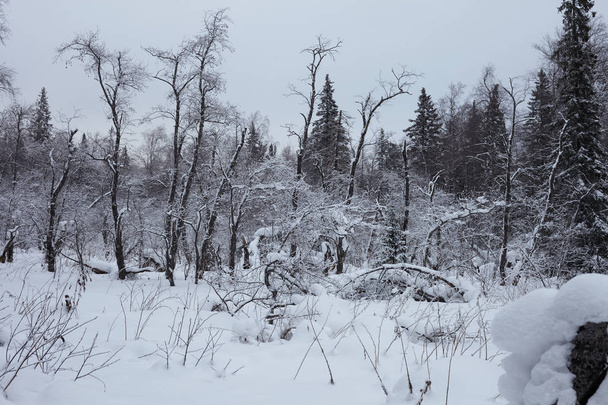 Fairy Winter Forest in Zyuratkul National Park. Winter snowy landscape of Zuratkul Lake - Foto, Imagen