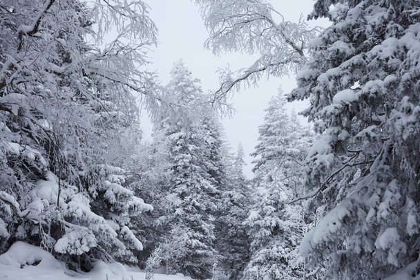 Fairy Winter Forest in Zyuratkul National Park. Winter snowy landscape of Zuratkul Lake - Fotoğraf, Görsel