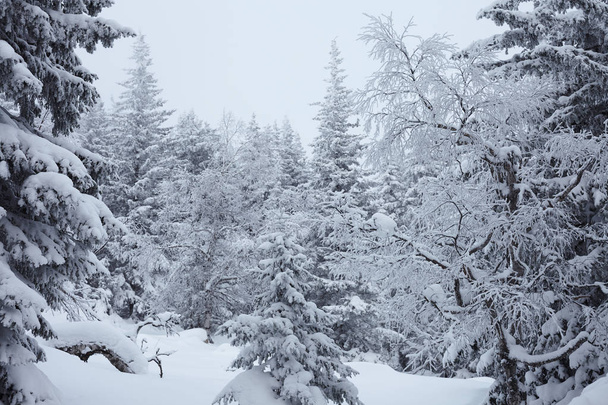 Fairy Winter Forest in Zyuratkul National Park. Winter snowy landscape of Zuratkul Lake - Zdjęcie, obraz