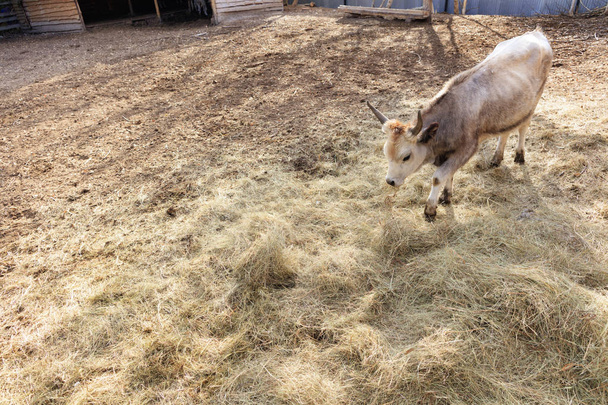 Schattige kleine buffalo bull wandelingen in het erf en eet hooi, aan de linkerzijde voor de kopie-ruimte. - Foto, afbeelding