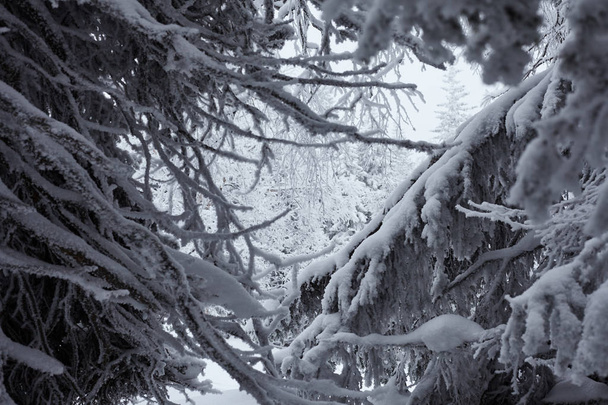 Peri kış orman Zyuratkul Milli Parkı'nda. Zuratkul Gölü'nün kış karlı manzara - Fotoğraf, Görsel
