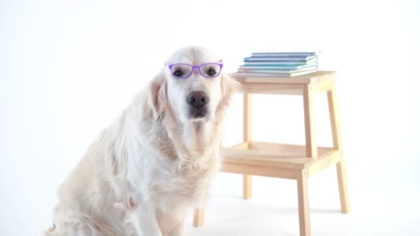 Wróć do schoo - śmieszne wideo, piękny pies z noszenia okularów, pozowanie Studio na białym tle - Materiał filmowy, wideo