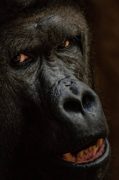 Cara de gorila de cerca. Mirando al animal peligroso. Primer plano simio grande
. - Foto, Imagen