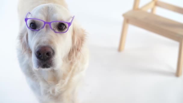 Επιστροφή στην schoo - αστεία βίντεο, όμορφη σκυλί με ένα φορώντας γυαλιά ποζάρουν για το studio σε λευκό φόντο - Πλάνα, βίντεο
