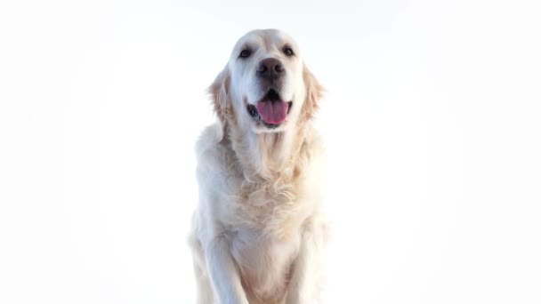 portrét krásného psa na bílém pozadí v ateliéru, samostatný - Záběry, video