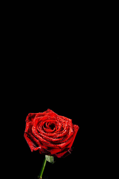 A close-up photograph of a deep red blossoming rose covered in droplets of water in front of a black background witch copy space. - Foto, Imagem