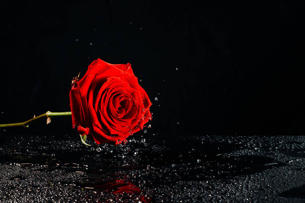 A close-up photograph of a deep red blossoming rose covered in droplets of water in front of a black background witch copy space. - Φωτογραφία, εικόνα