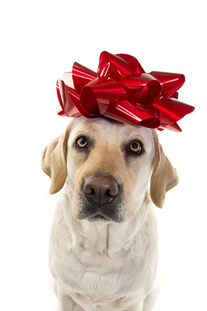 DOG PRESENT. LABRADOR  WITH A BIG RED BOW ON HEAD. PUPPY OR PET GIFT FOR CHRISTMAS OR BIRTHDAY CONCEPT. ISOLATED SHOT AGAINST WHITE BACKGROUND. - Fotografie, Obrázek