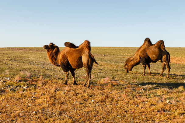 Deux chameaux à deux bosses dans les steppes de Mongolie. Désert de Gobi
 - Photo, image