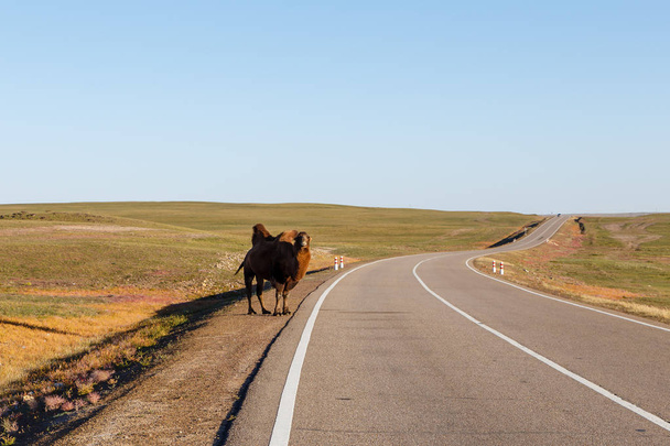chameau à deux bosses se tient sur la route, Mongolie désert de Gobi
 - Photo, image
