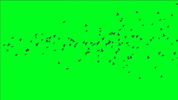 緑色の画面に鳥の群れ - 映像、動画