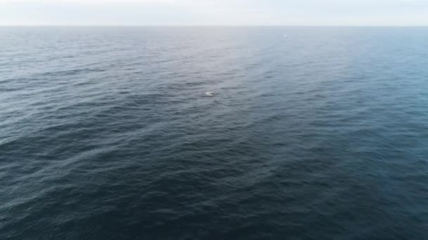 Wilde dolfijnen springen uit het water. Neergeschoten. Top zicht op blauwe rimpelingen van de oceaan die deels dolfijnen springen - Video