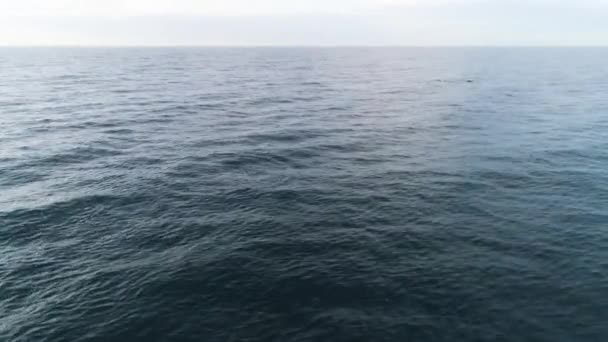 Wild dolphins jump out from water. Shot. Top view on blue ripples of ocean which partially dolphins jumping - Footage, Video
