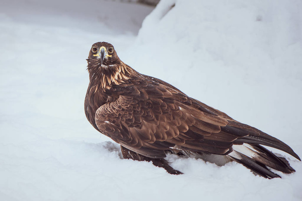 Портрет Беркута (Aquila chrysaetos) на зимнем фоне
 - Фото, изображение