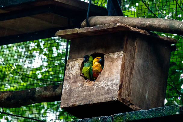 Пара Sun Parakeet и Nanday Parakeet в Parque das Aves - Foz do Iguacu, Parana, Brazil
 - Фото, изображение