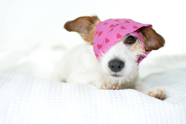白いベッドの上のピンクのハートの包帯で病気ジャック ラッセル犬がかわいい - 写真・画像