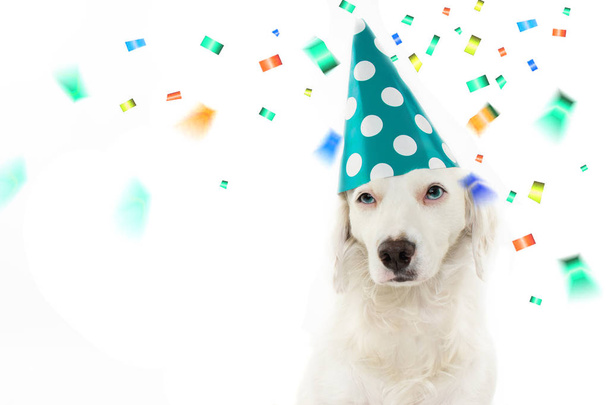 DOG BIRTHDAY, CARNIVAL OR NEW YEAR PARTY. BEAUTIFUL PUPPY CELEBRATING WITH WEARING A GREEN POLKA DOT HAT. ISOLATED AGAINST WHITE BACKGROUND WITH COPY SPACE AND CONFETTI FOLLING DOWN. - Фото, изображение