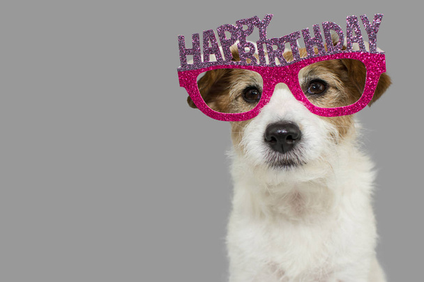 Hond een feestje vieren. Leuke Jack Russell roze en paarse verjaardag bril met tekst. Geïsoleerd tegen grijs gekleurde achtergrond. - Foto, afbeelding